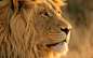 苹果Mac OS X Lion 系统高清官方壁纸 - Lion 狮子图片壁纸   http://www.wallcoo.com/nature/Apple_Mac_OS_X_Lion_Wallpapers/Lion.html