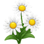 Daisy emoji