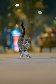 不倦u采集到【萌宠】猫咪 / 狗蛋 / 小可爱