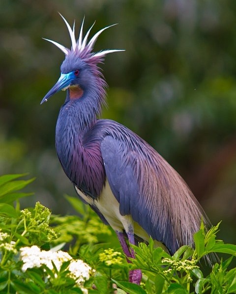 Tricolored Heron