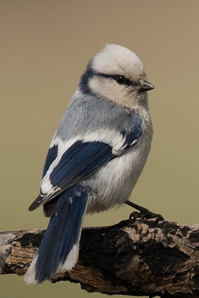 雀形目山雀科蓝山雀属灰蓝山雀
