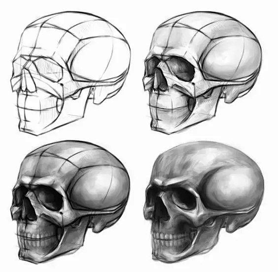 头骨的【结构解析】，收藏起来 ​ ​​​...