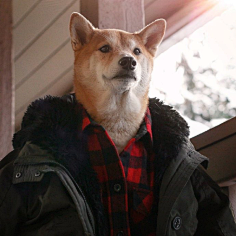 没有人是一座孤岛e采集到柴犬绅士