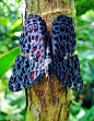 Genus Hamadryas, Amazon, They acquired their common ... | Flutterbys