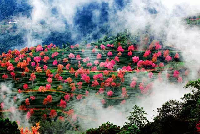 云南无量山樱花谷