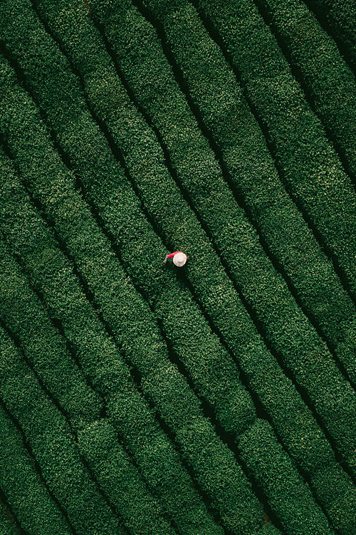 龙井问茶-FUGUI小强·FoPoTo｜...