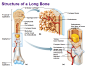 Cartilage and Bones - Antranik.org