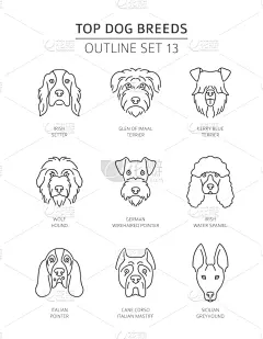 轮廓,宠物,狗,分离着色,信息图表,纯种犬,梗犬,直的,肖像,收集