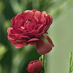 花毛茛&lt;br/&gt;学名: Ranunculus asiaticus