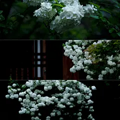 愿 花枝春满 山河无恙 - 彼岸的孤鸿 - CNU视觉联盟