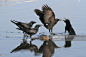 Large-billed crows fighting over the corpse of a Ray - Japan : Stock Photo