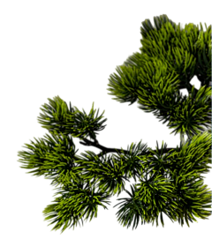 心如止水Water采集到素材-植物/花/树叶