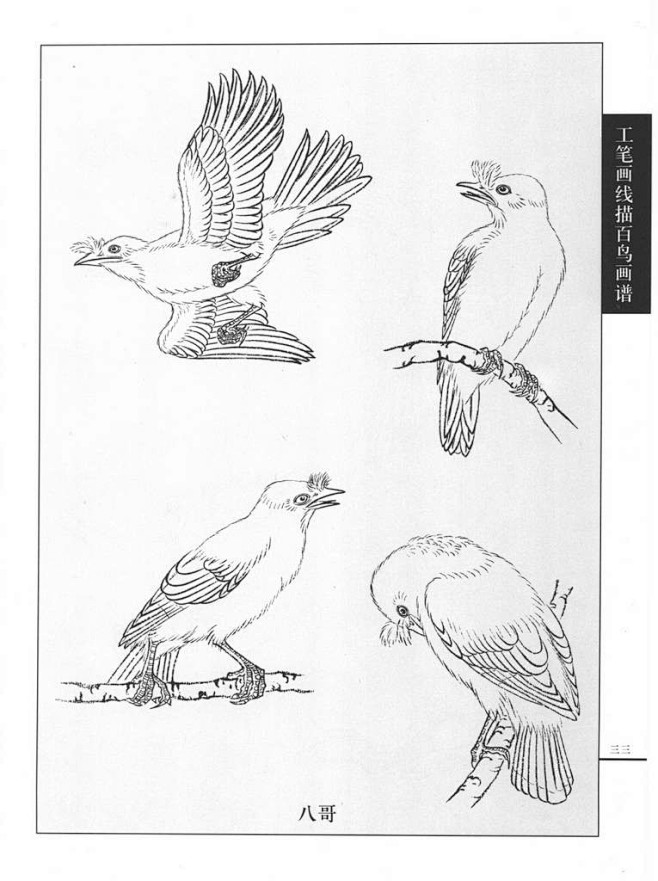 工笔画鸟线描图八哥
