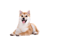 VCG211359643418_pixian_ai