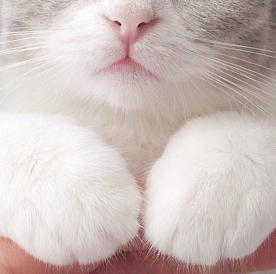 かわいい足