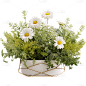 植物通用实景花朵盆栽元素素材