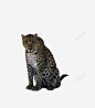 非洲豹野生动物高清素材 元素 页面网页 平面电商 创意素材 png素材