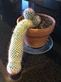 Oddly shaped cactus