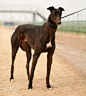 灵缇（Greyhound）又名格力犬,原产于中东地区, 是世界上奔跑速度最快的狗。成年犬身高68-76公分，体重27--32公斤。格力犬是极难得的纯种犬。近代世界公认澳洲灵缇最为优秀，各国赛狗均选自澳洲。