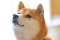 fashdogasgjl采集到123