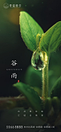 谷雨海报