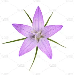rampion bellflower (Campanula rapunculus)