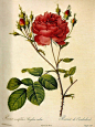 约瑟夫·雷杜德 /Pierre-Joseph Redouté 是世界著名的花卉画家，以各种精美的花卉水彩画闻名于世，雷杜德尤其善于画玫瑰和百合，被喻为“花之拉斐尔”