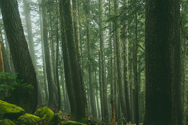 temperate rainforest.