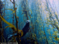 来自23个国家650多幅水下摄影作品参选美国迈阿密大学筹办的2013年度水下摄影大赛。这是加州圣地亚哥海域拍摄到一只斑海豹在“海草森林”中穿行，该照片获得2013年度水下摄影大赛综合摄影一等奖。