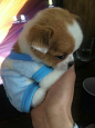 茶杯犬

萌宠搞笑_喜欢采集_每周更新2次
呆萌猫星人 喵星人 狗狗侠 哈士奇 萨摩耶 金毛 牧羊犬 贵宾 猫咪