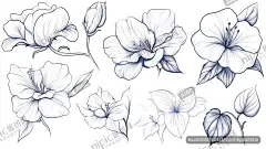 AI创作图芙蓉花手绘 高清手绘芙蓉 朵花描稿设计 手绘木槿花 芙蓉花线稿 手绘扶桑花 扶桑花手绘 手绘木槿 手绘朱槿 高清手绘木槿 芙蓉花设计图 扶桑花朵手绘素描画 线稿花朵插画 植物花朵描线 手绘花大全nipic.com-昵图网