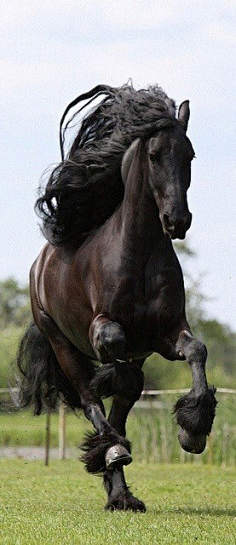 动物-花瓣网|陪你做生活的设计师 | 欧美动物(卡通,写实)