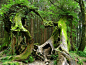 Lovers Trees in Alishan, Taiwan-- "May our bark be entwined for as long as the earth lasts."