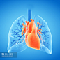 3d医学上精确的肺部和心脏的图示