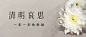 清明节追思悼念菊花实景公众号首图