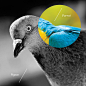 Tash - Pigeon / Parrot