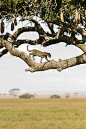 Serengeti