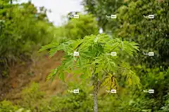 木瓜 木瓜树 森林 自然 丛林 树木 荒野 森林背景 森林壁纸