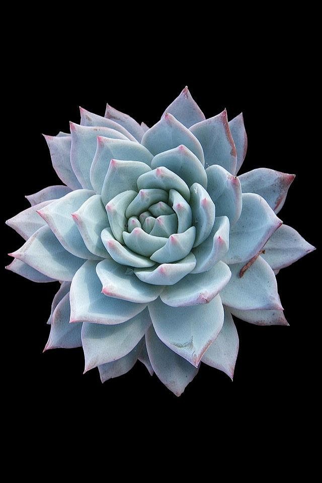 蓝鸟拉丁名echeveriabluebird傲娇冷美人广寒宫爱上了大普货皮氏石莲