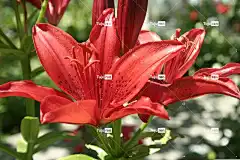 百合 花卉背景 花 红色 花壁纸 夏季花卉 自然 美丽的花朵 宏