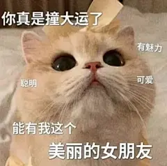 猫咪表情包 | 现在我是无脑爱你 - 小红书
