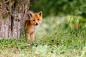 Cutie! by Pim Leijen on 500px