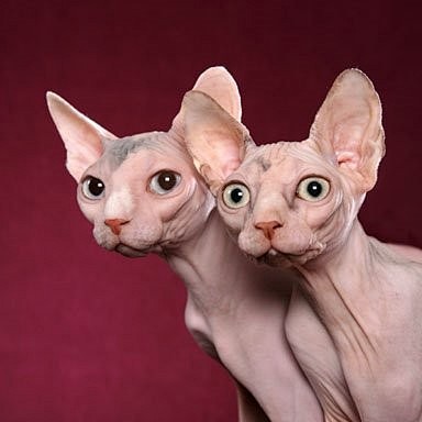 Sphynx／斯芬克斯猫（加拿大无毛猫）...