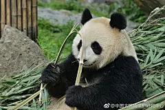 兄弟（这是只女熊，可是窝还是想叫她兄弟），你成功引起了窝的注意！窝安安静静的拍着英女神，一转头就看见你刚从内圈走出来（窝没有看到她眼角的眼shi）豪放的吃竹和一脸的表情包你曾经头破竹子走红猫圈，听说很多人慕名而来想一睹风采呢，华仔，啥时候要 ​...展开全文c
