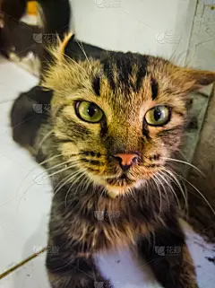 猫咪轻松地坐在地板上