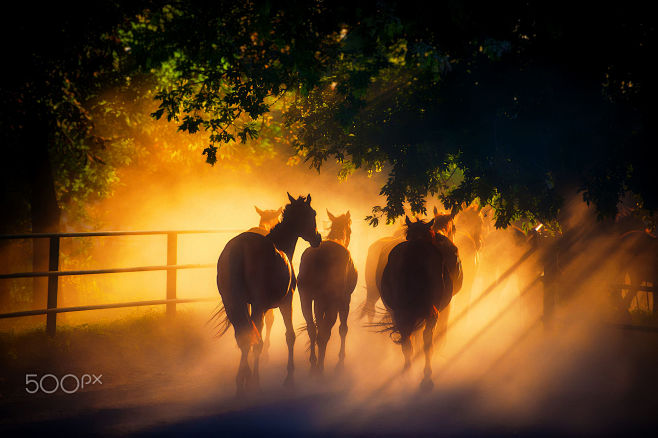 herd of horses by An...