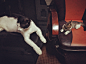 #猫 #萌宠 #宠物