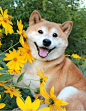 #flower #doge #shibe #flower #flowerdoge #shoobe #bepis #noconk #memes #digesrgr8 #imoutofhashtagideas  Like what you see? Follow TheDubstepDoge for more pins like this.
