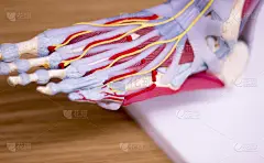足部医学生解剖模型展示骨骼、脚趾、肌腱、韧带和静脉供临床教学。