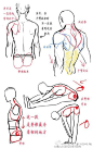 #莫那CG绘画学院# 哈哈，博主似乎今天喜欢上了男性。再给大家分享一组男性躯干与窄臀的画法，使用倒三角的方式让人体从此不再僵硬~~From：kelpls